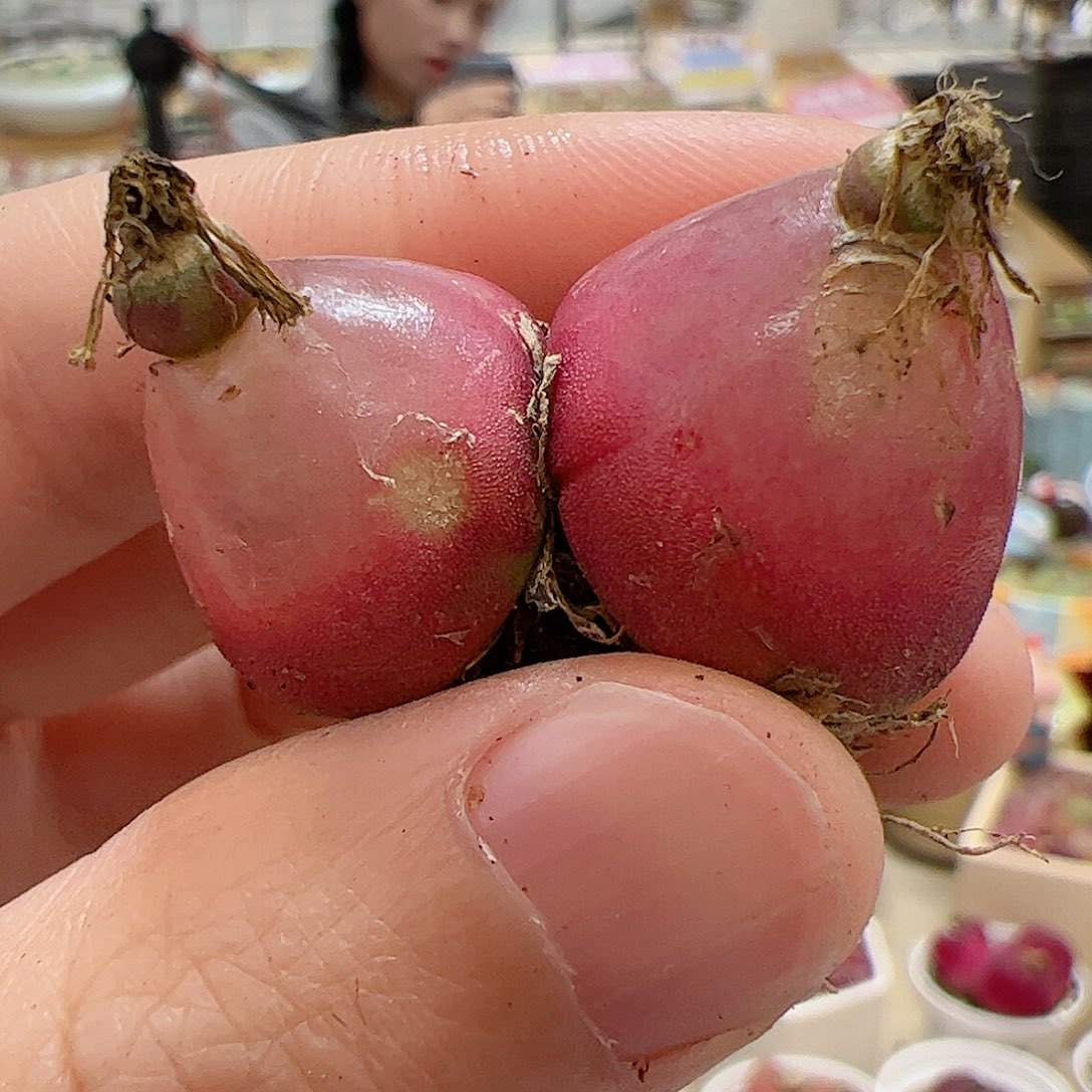 【闪购商品】124 双头灯泡