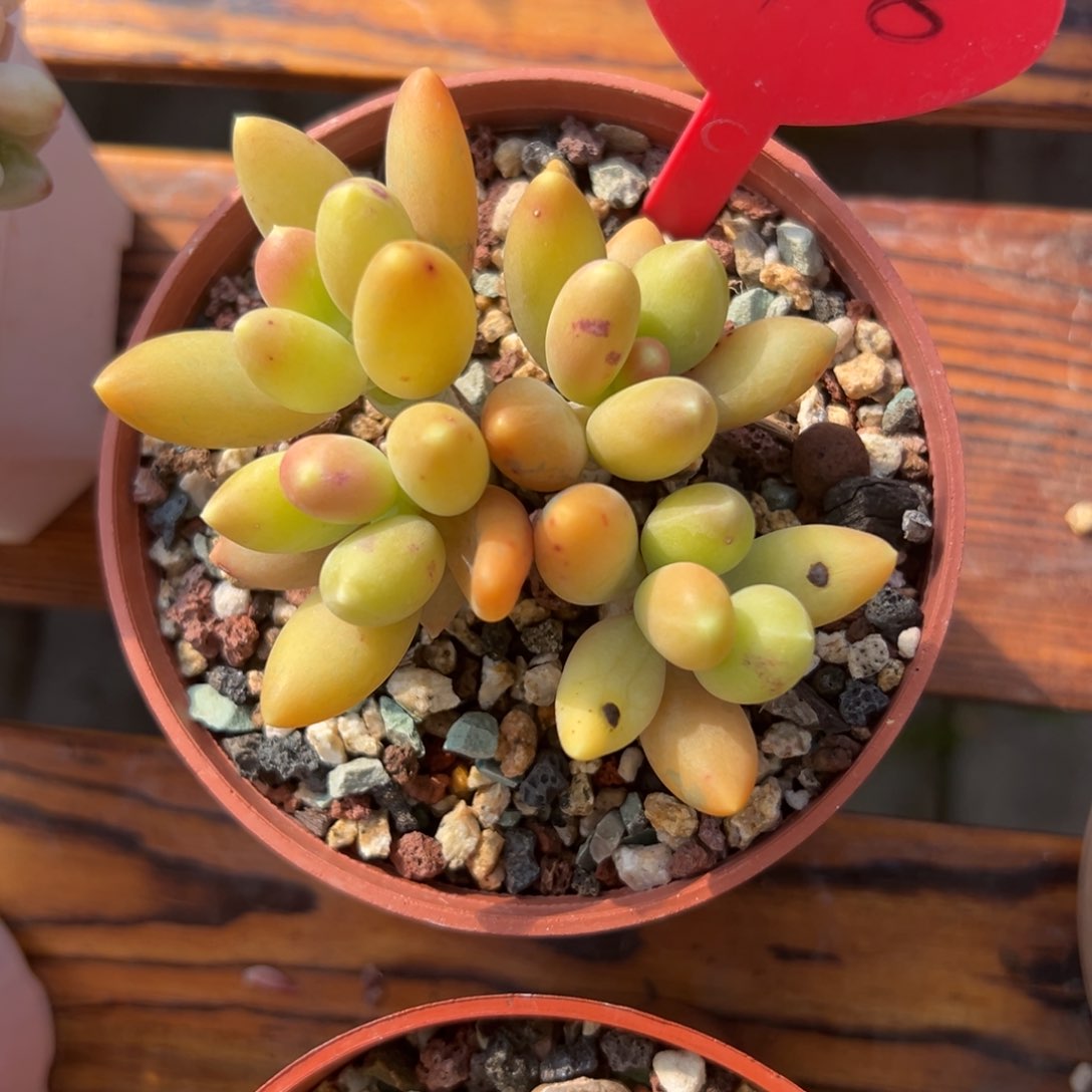爱****康多肉植物一物一拍