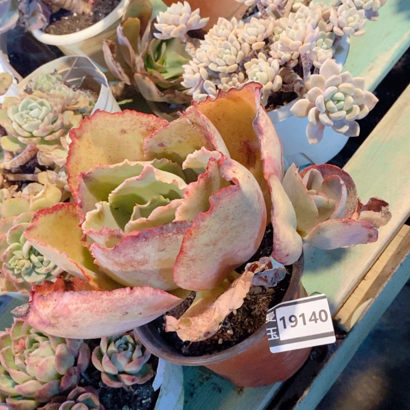 【闪购商品】蓝色妖姬19140