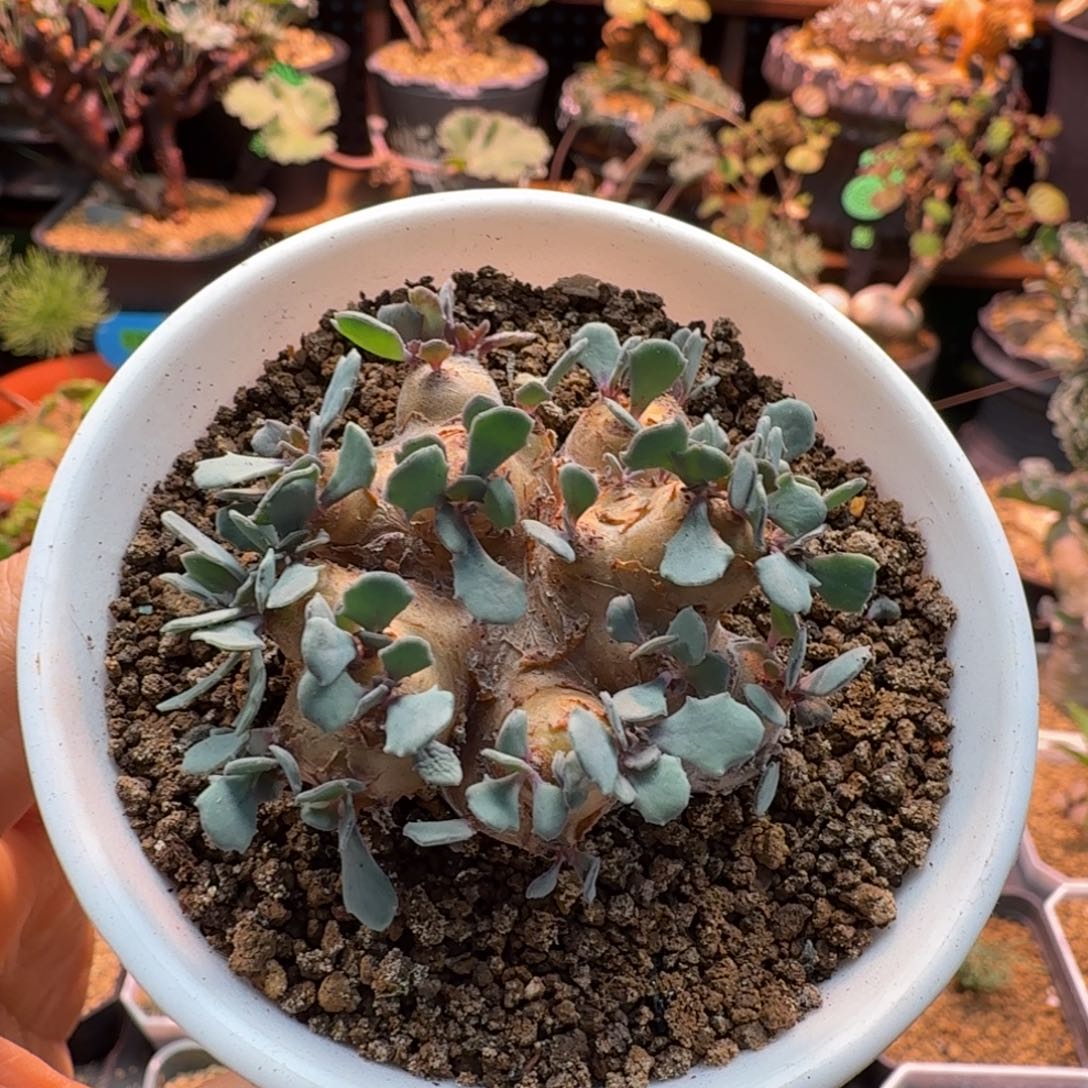 格加厚墩菊471 仙人球