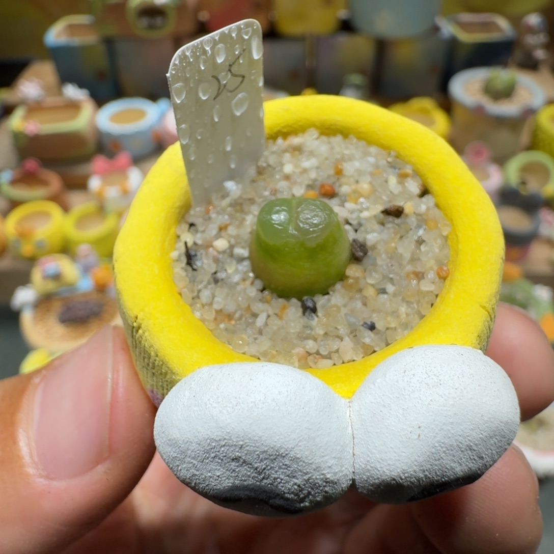 蘑菇1208雪茄多肉植物