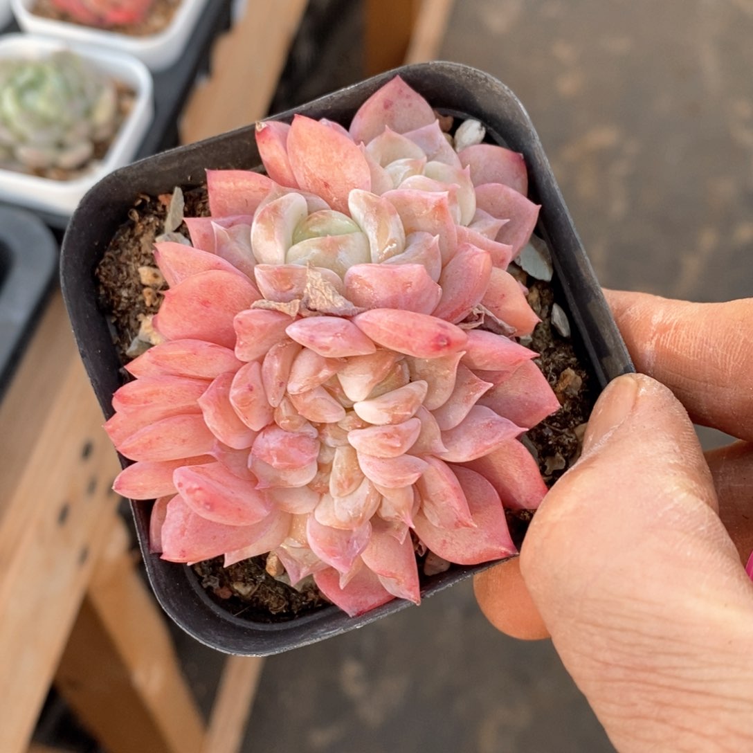 精品多肉一物一拍不包整193