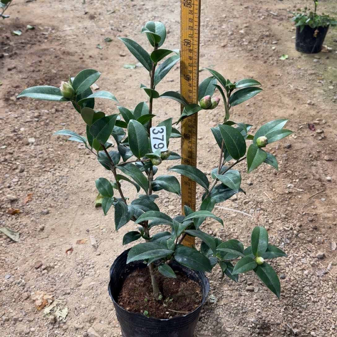 少量花朵（建议范围：2朵-5朵 或40%以下）379戴比