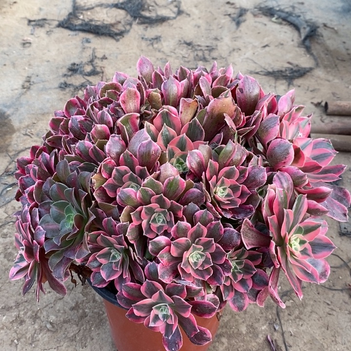 女妖多肉植物13。  