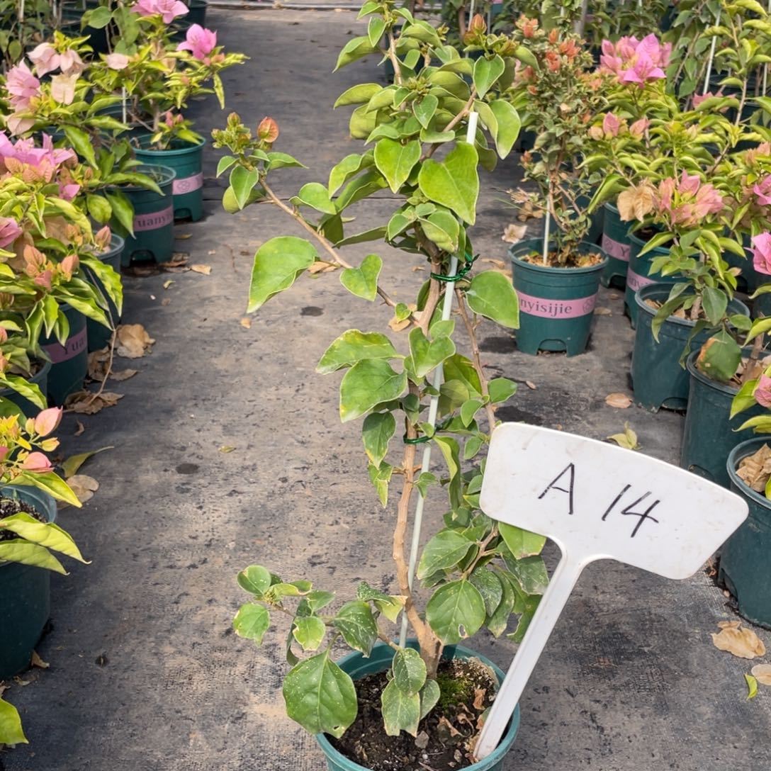 全部花朵台湾姑娘A14