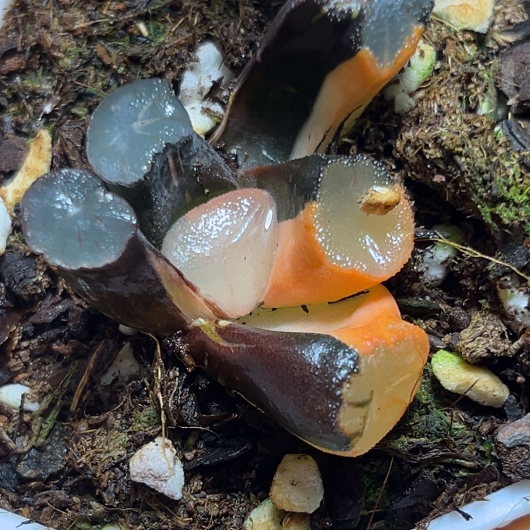 恭喜发财大吉大利686