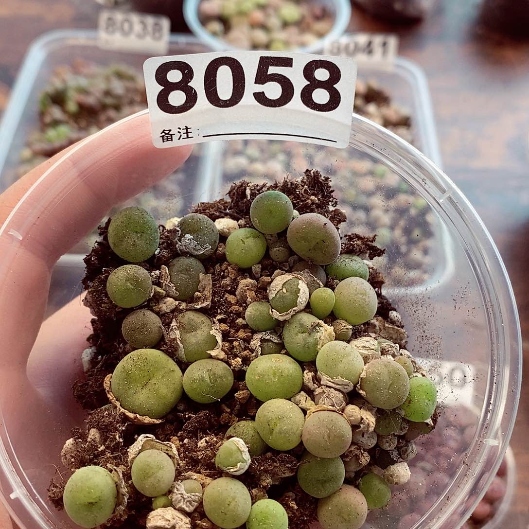 泪*＇8058龙卡咯哦哦哟