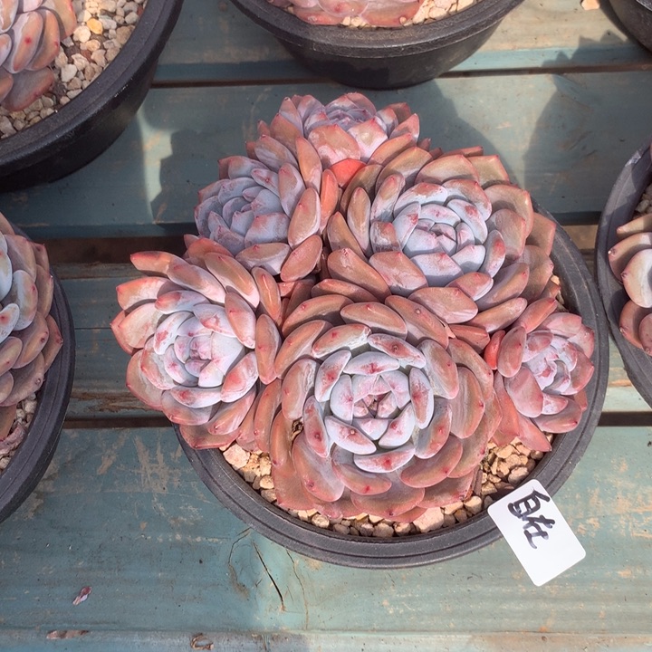 自在花花花花花花