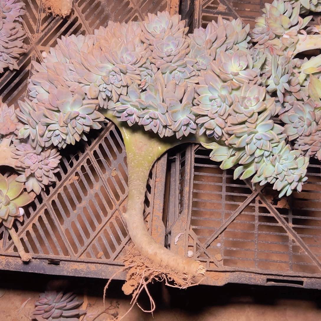 筱****y5913淡雪板子缀化