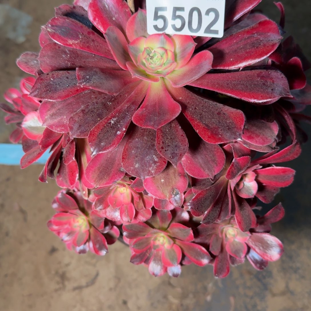 5502美杜多肉植物