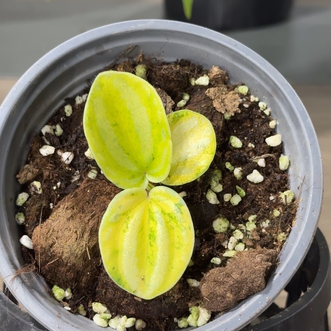 无花朵荧光西瓜焦草锦