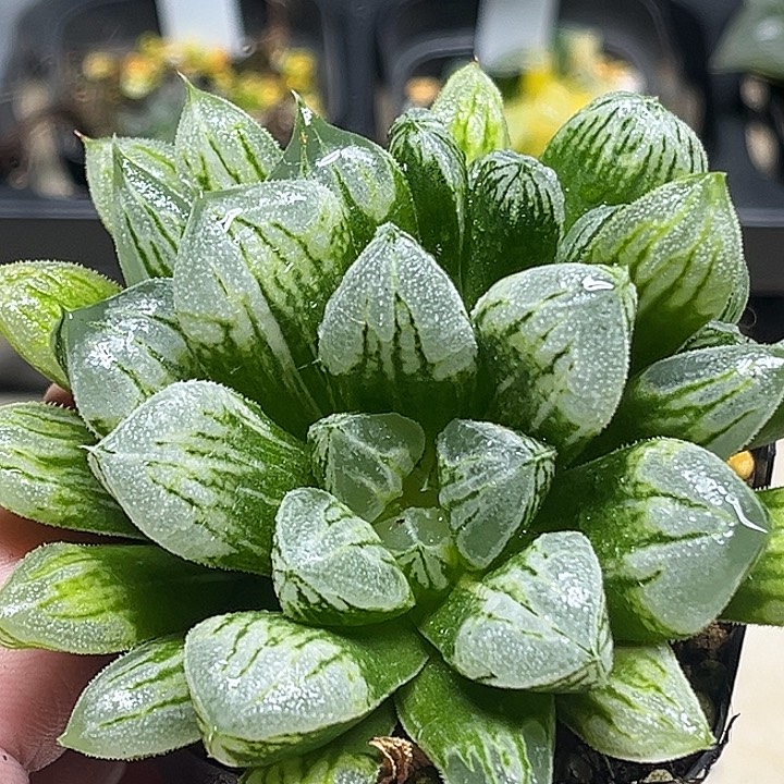 165双头爱心寿锦头家多肉十二卷