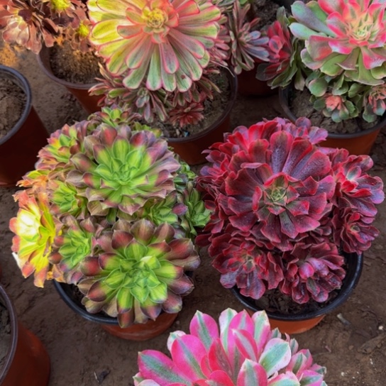 美杜莎9.9➕韶华9.9法师