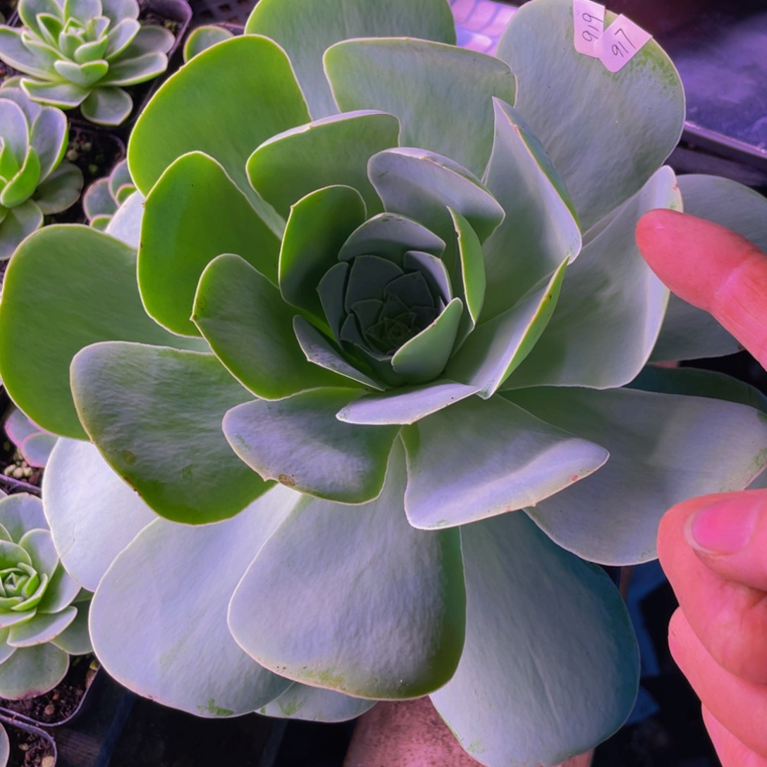 玲珑母本919多肉植物花卉