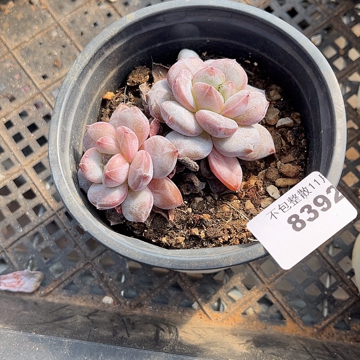 阿雅园艺。     8392