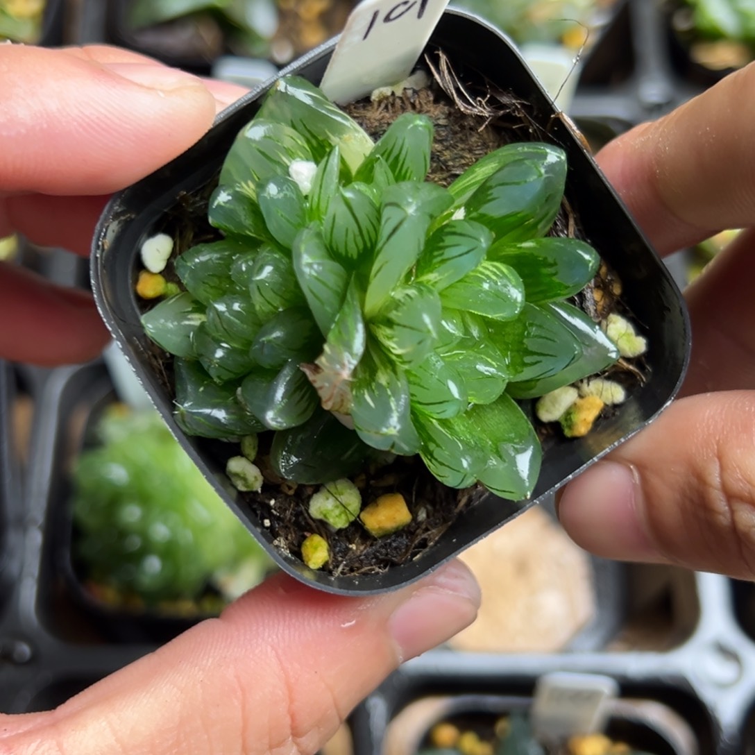 101龙鳞玉露锦一物一拍