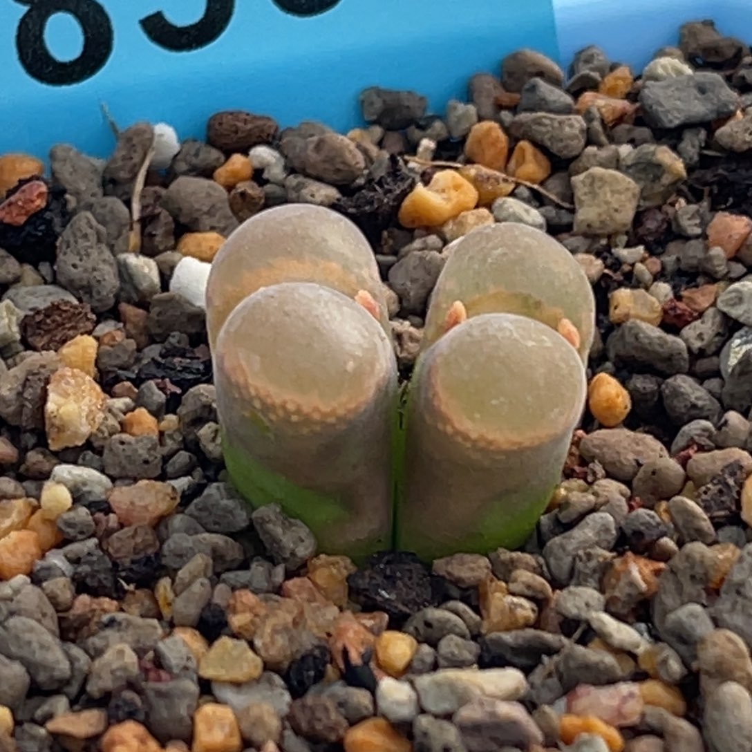 8509双头风铃一颗