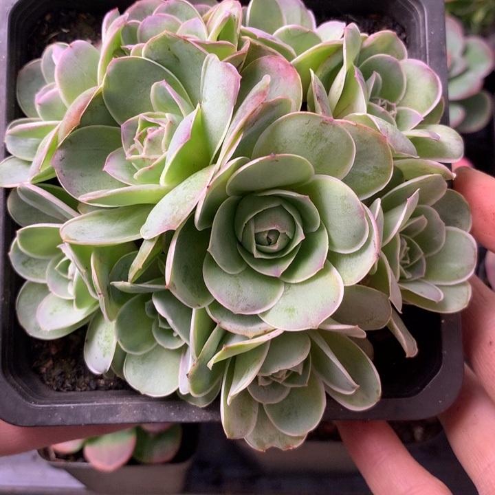 遇***8一物一拍星辰琉璃111