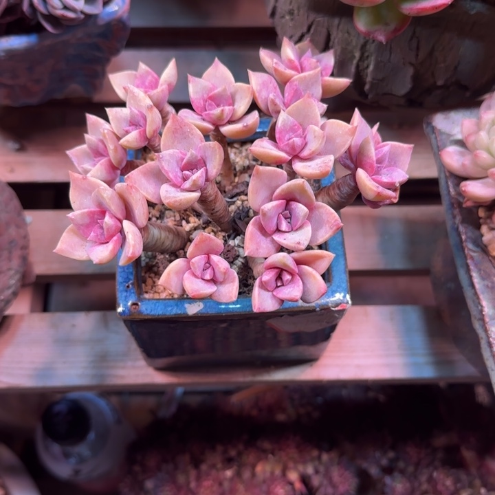 韩版初恋多肉植物gghjhjj