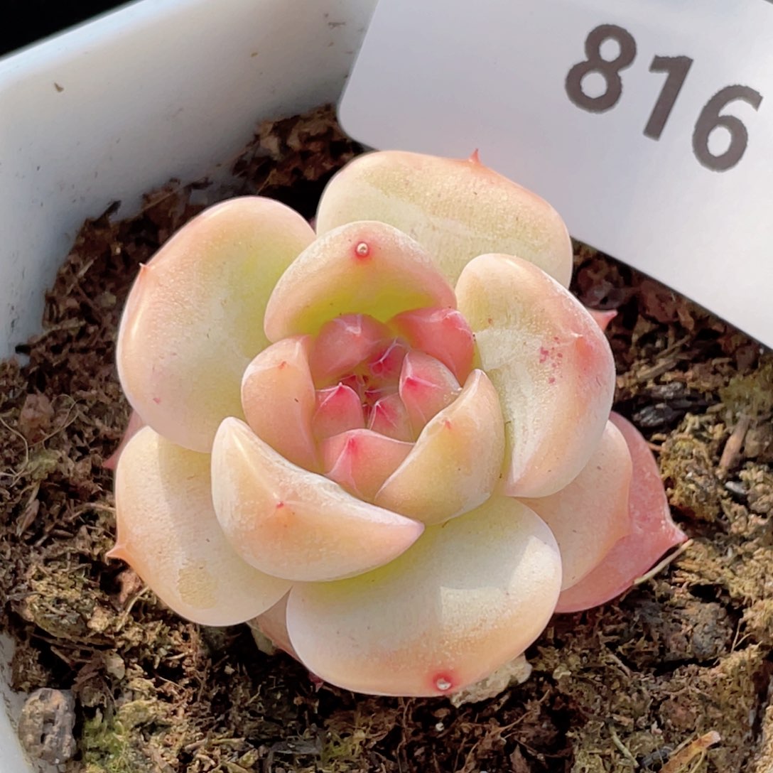 816号糖心冰心珍妮