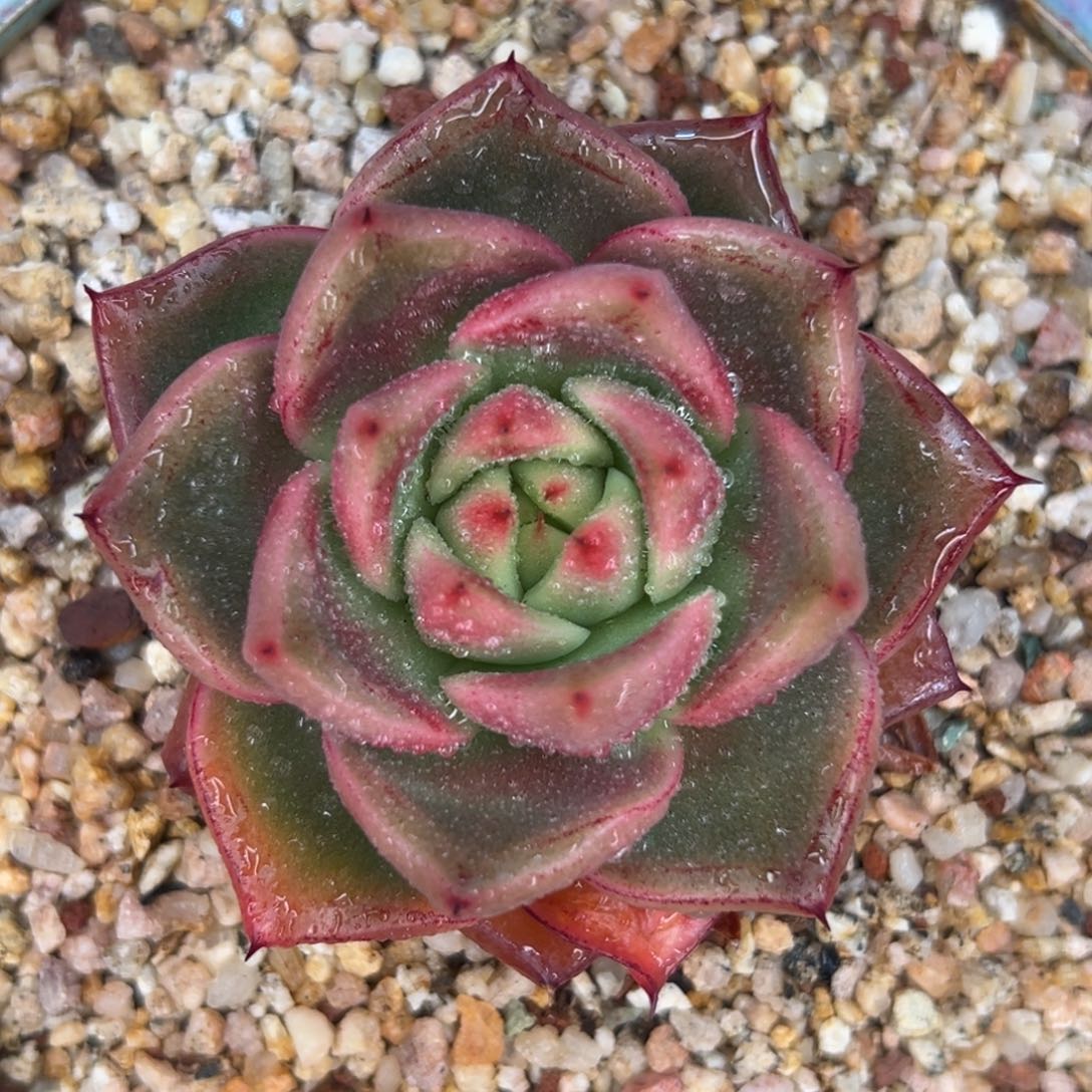 多肉一物一拍0210-199