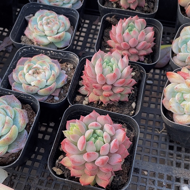 胭脂豆带盆土发货