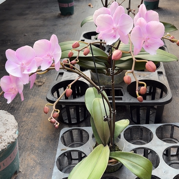 火****完全开放威尼斯砂糖橘各一颗