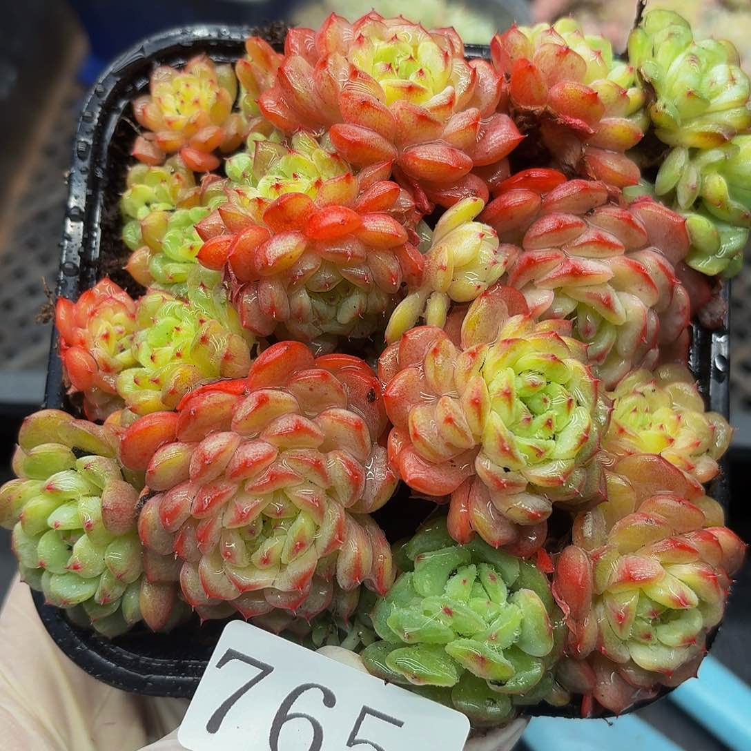 多肉植物多肉植物765