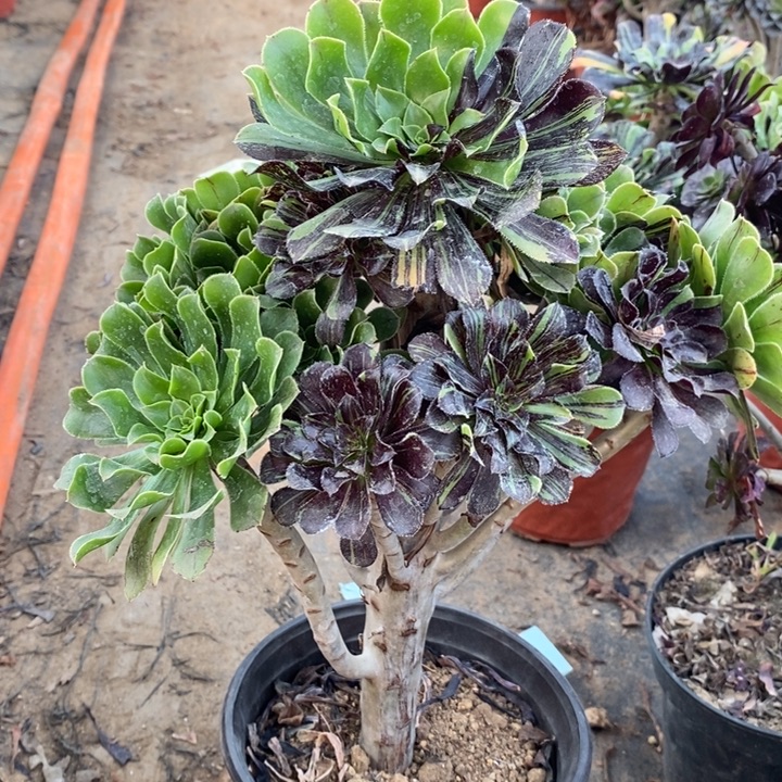 水墨丹青14多肉植物法师法师