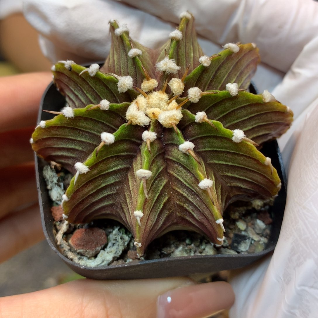       实生 状态肋骨5公分起发带盆土发货