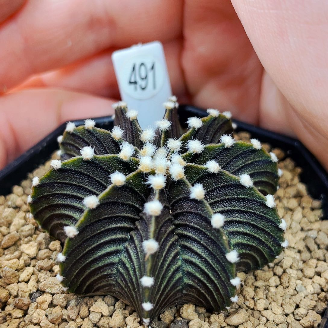 非偏远地区满25包邮仙人球