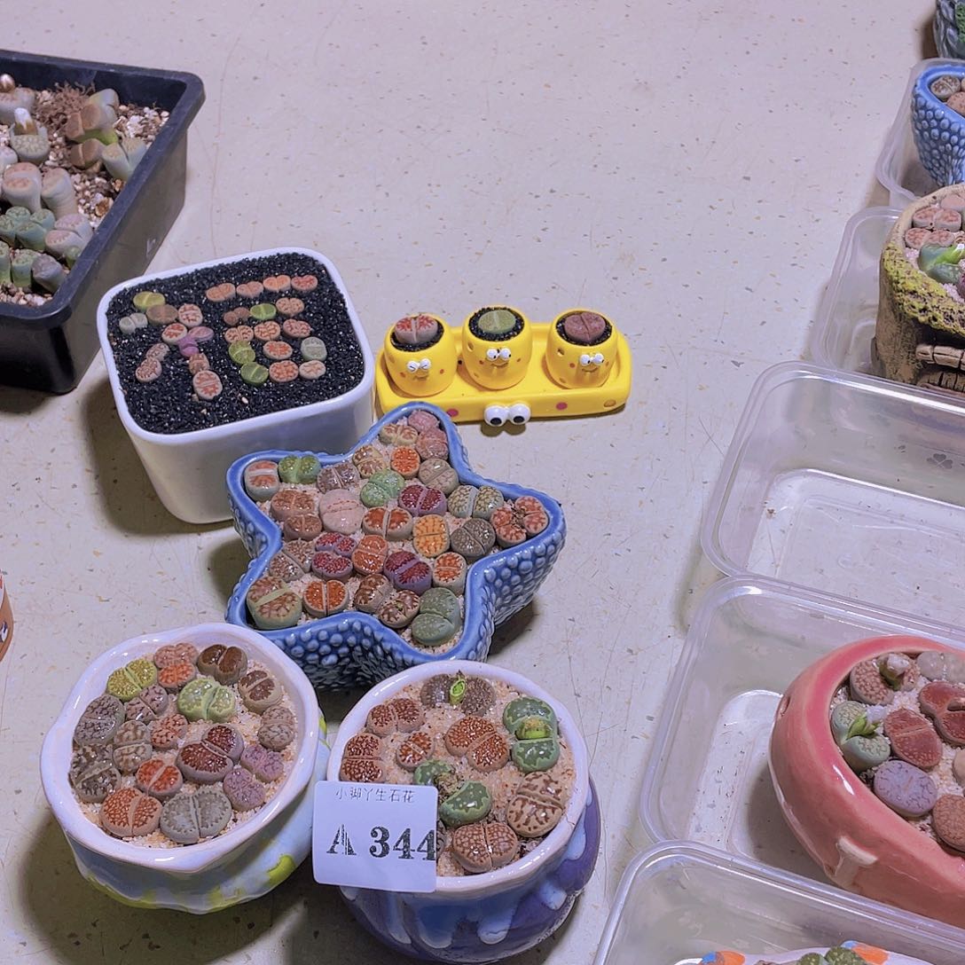 小****344……开播后的第一个