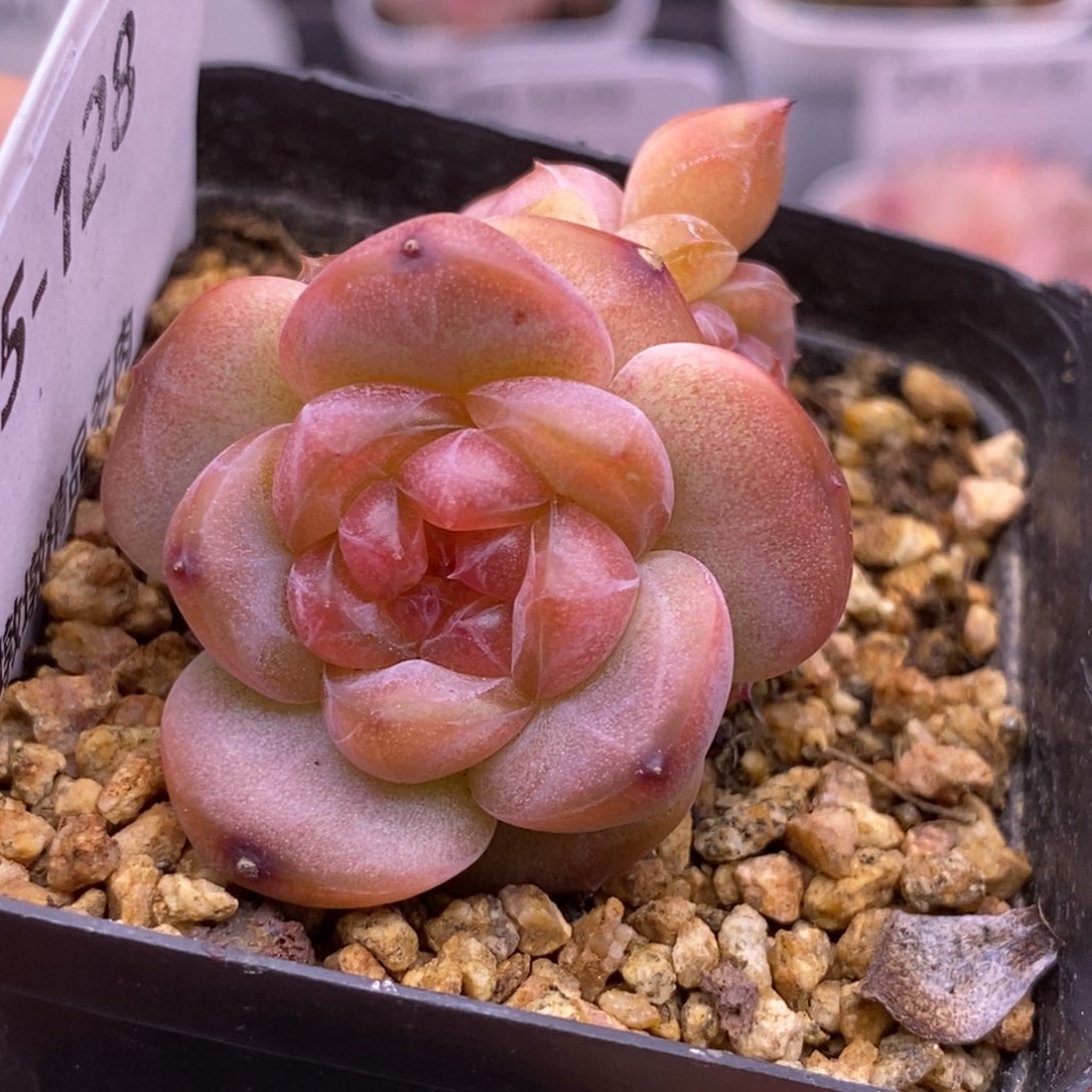 【闪购商品】25-128琥珀