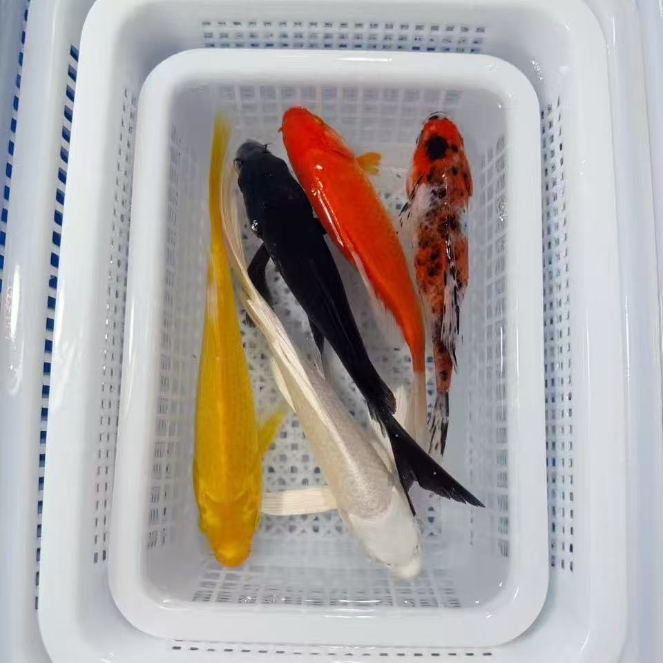 【1黄1红1白1黑1水墨】11-14冷水观赏鱼好养好活新手可养