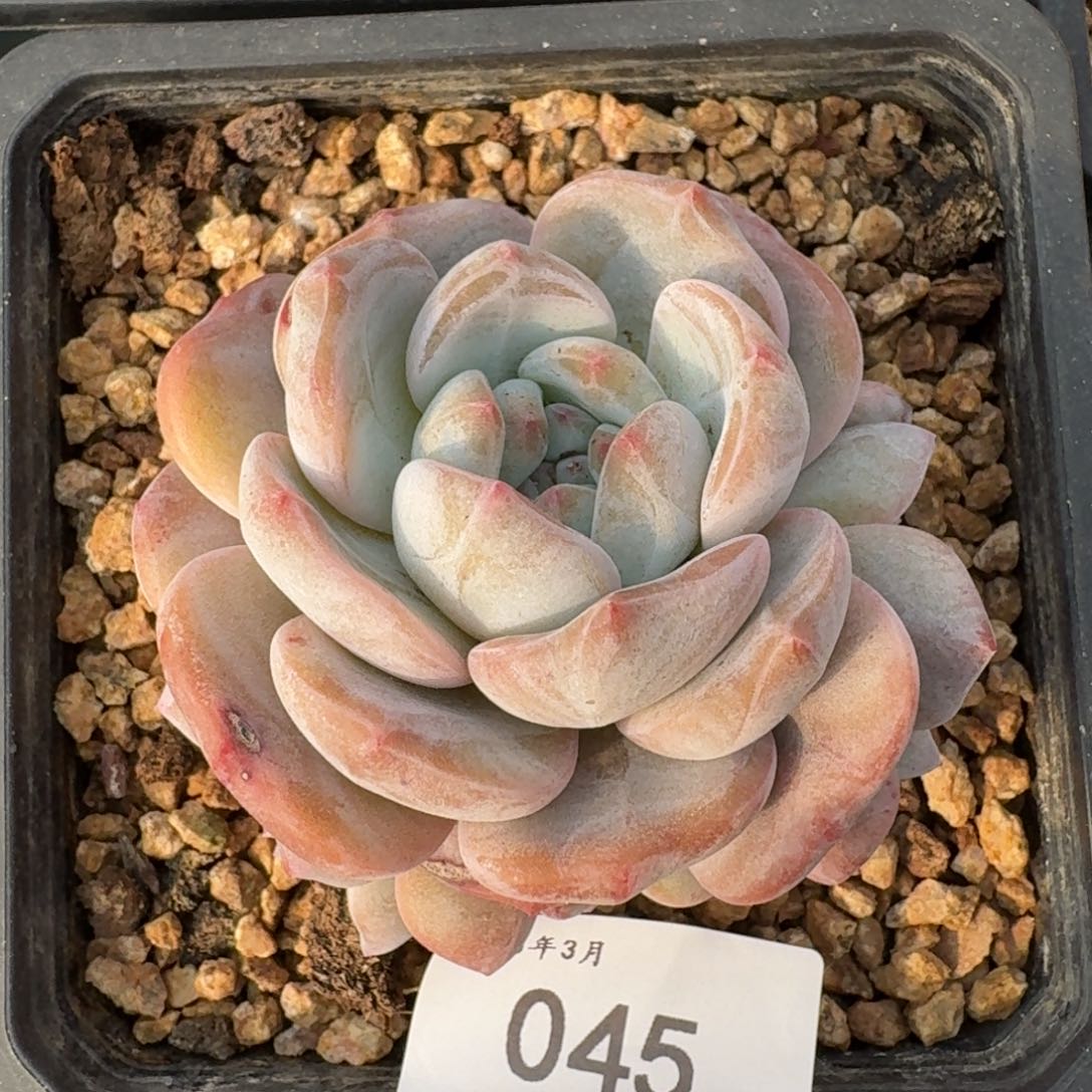 045石榴籽星影3头无砍8cm（满28包邮）