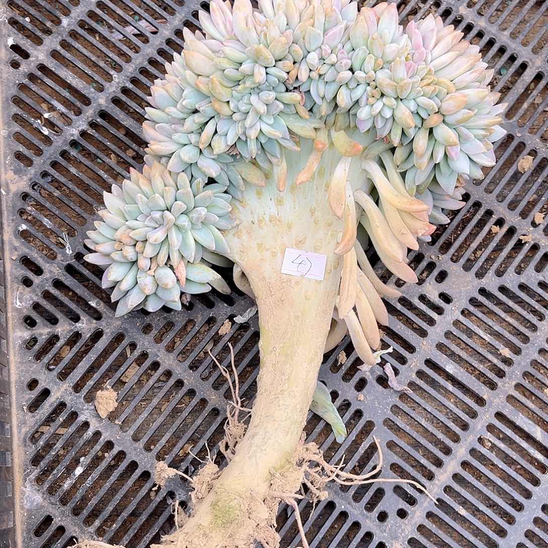 47号淡雪缀化一物一拍