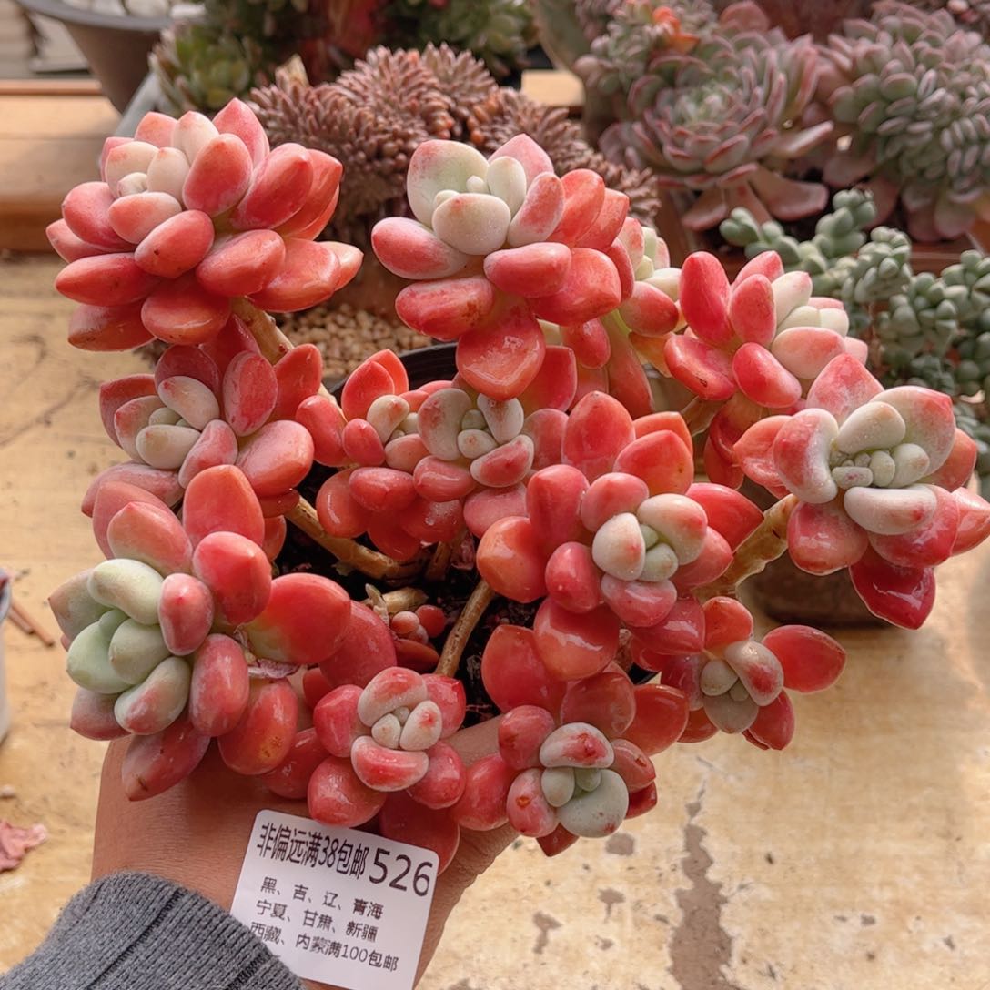 526樱花洛神德华多肉