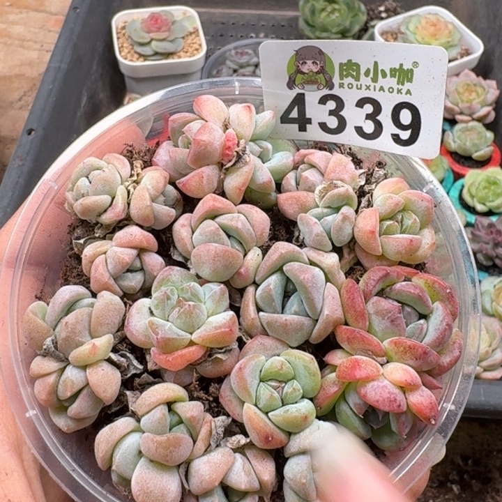 多肉植物多肉植物