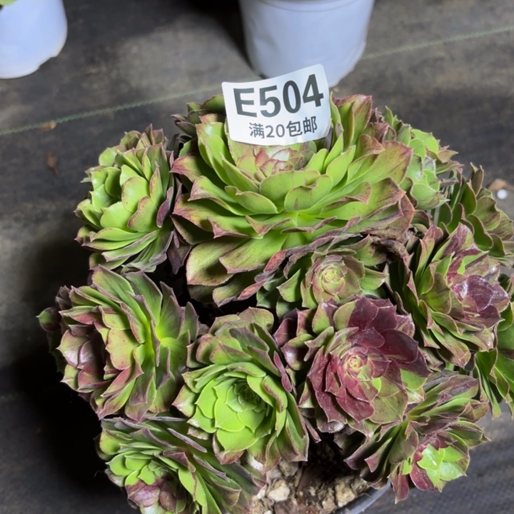 瑞妈一物一拍504