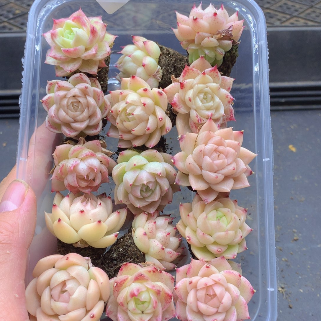 反反复复还是很开心的030