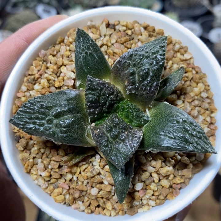 实生哥斯拉牡丹1063号7cm