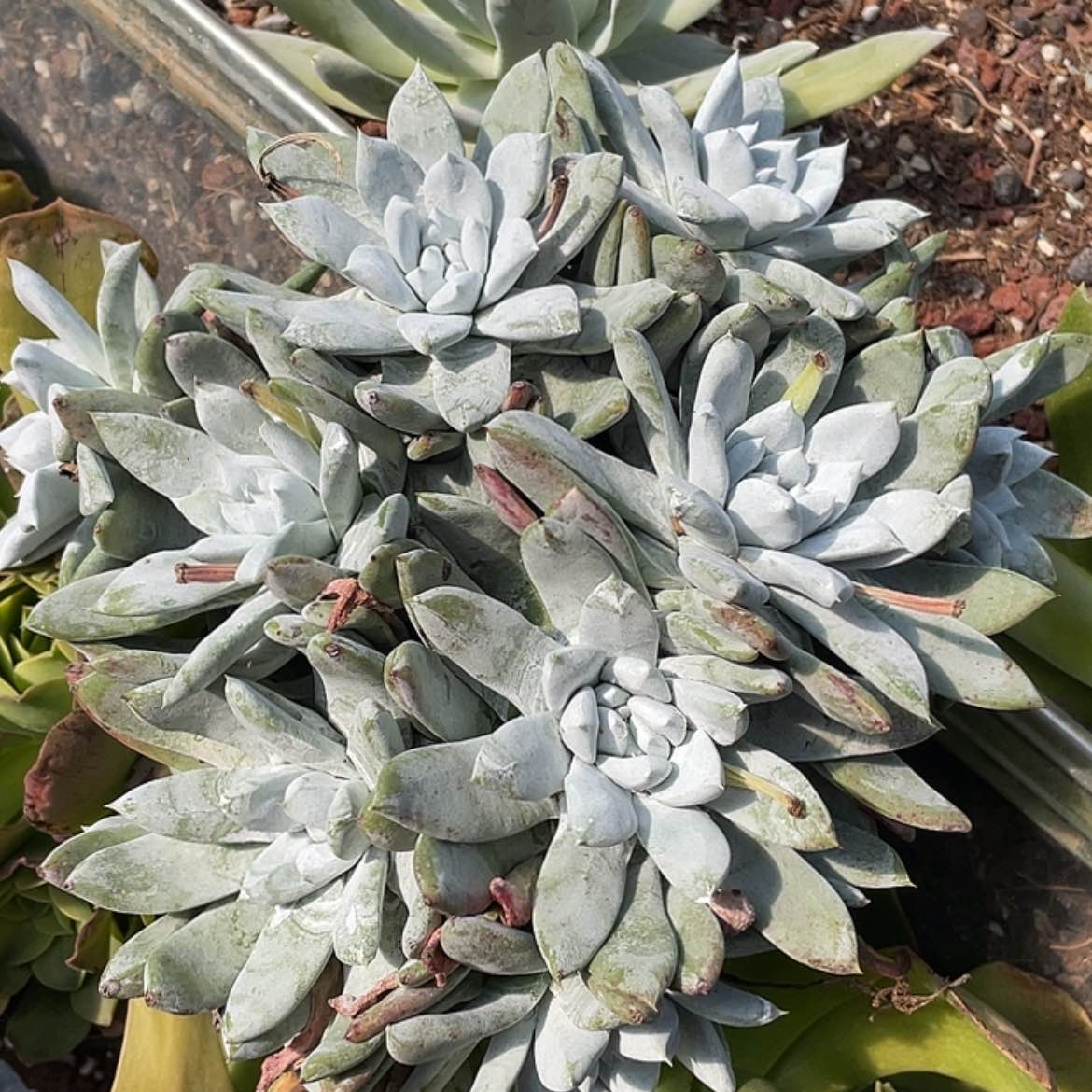 【闪购商品】赛丽娜