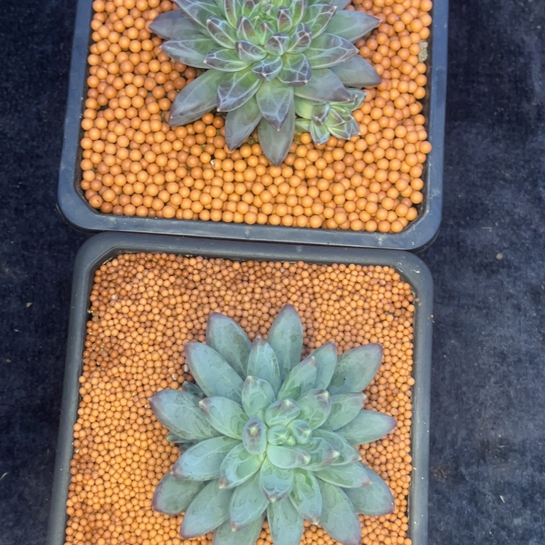 (***曦小姐姐的多肉植物群生