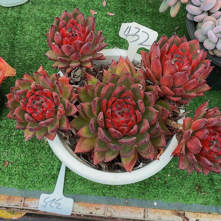 /***）丽娟花卉魔根多头