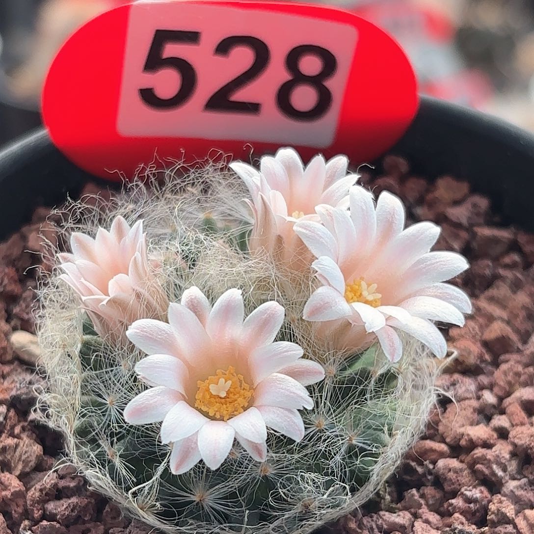 仙人球实 生翠星