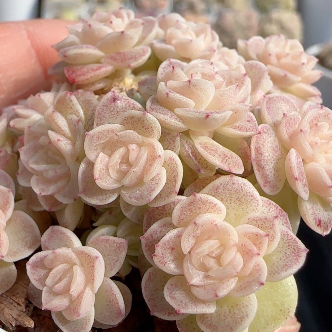 【闪购商品】0131-116（ttp-79）