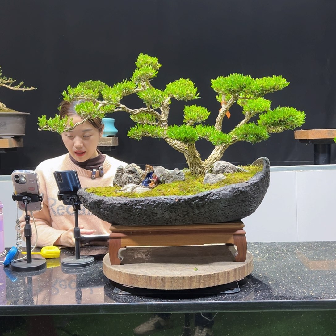 黄杨盆景老桩四季长青