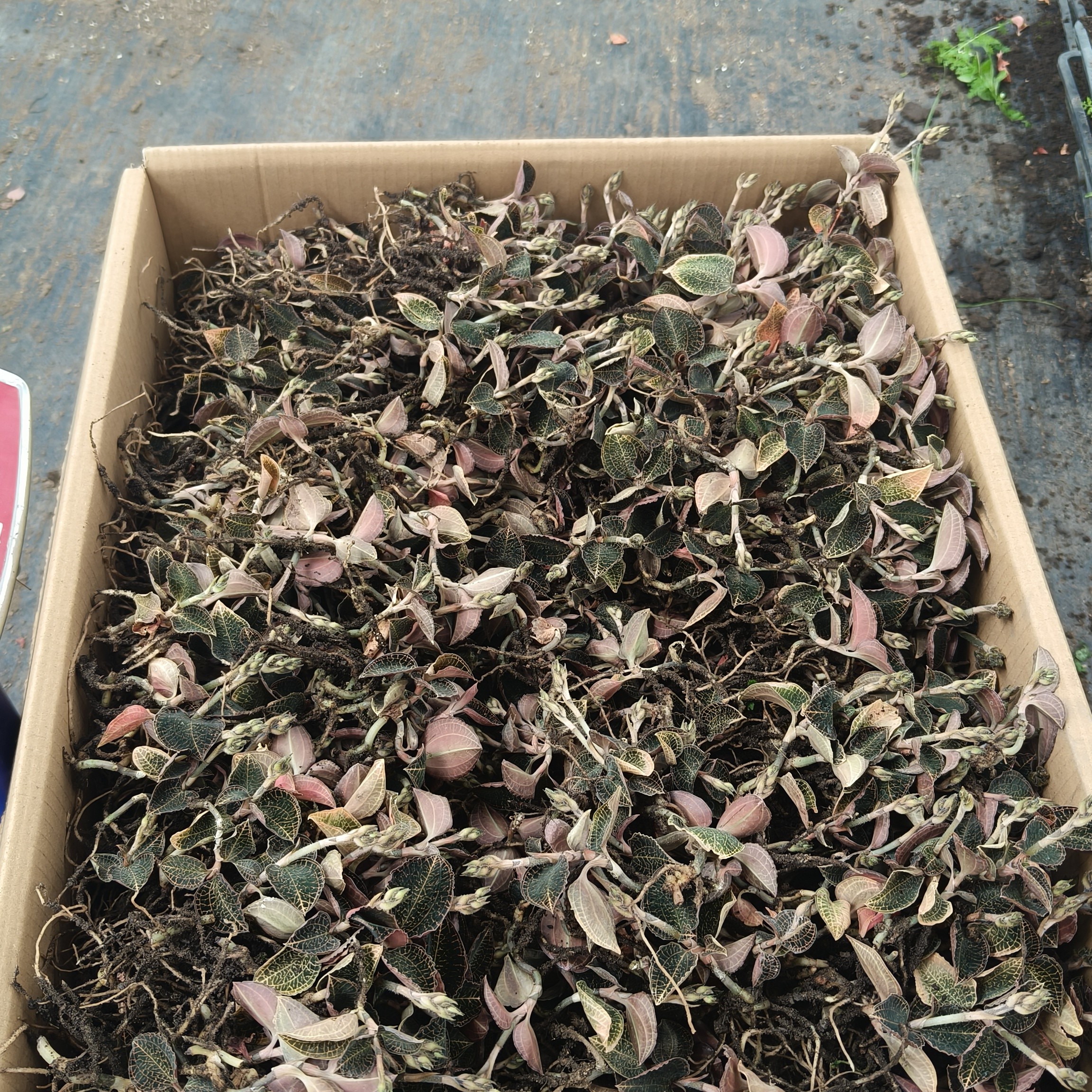 人工种植仿野生金线莲，八个月以上优质货品   100克