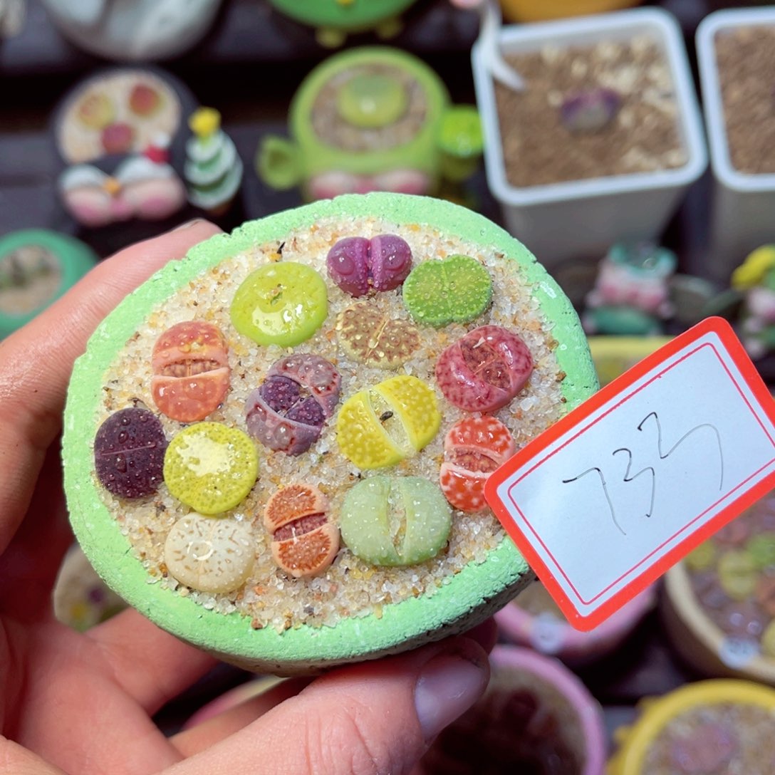 733生石花带盆发