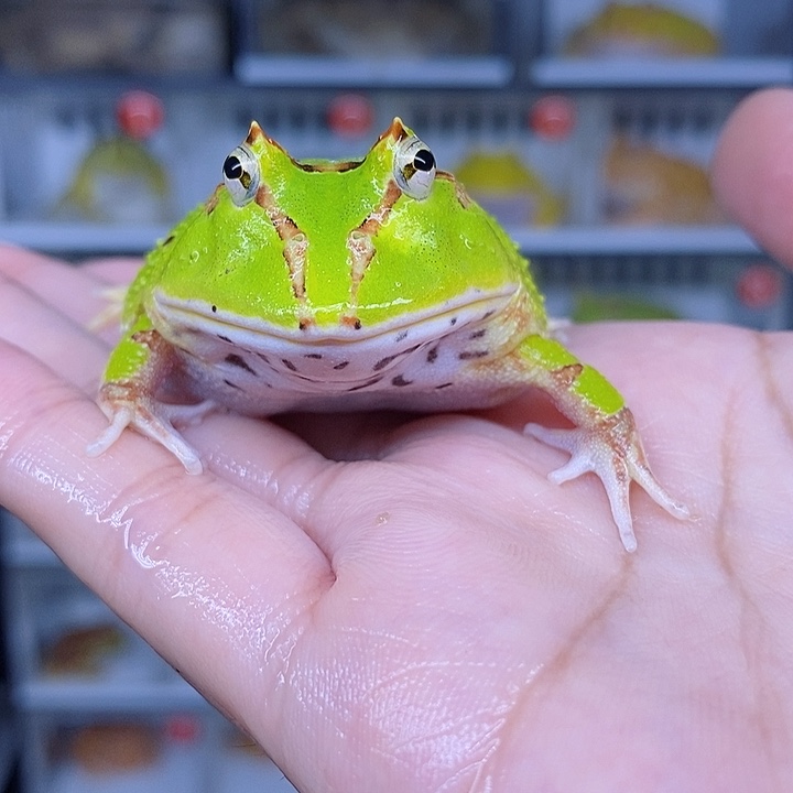 特价秒杀现货特价蝴蝶